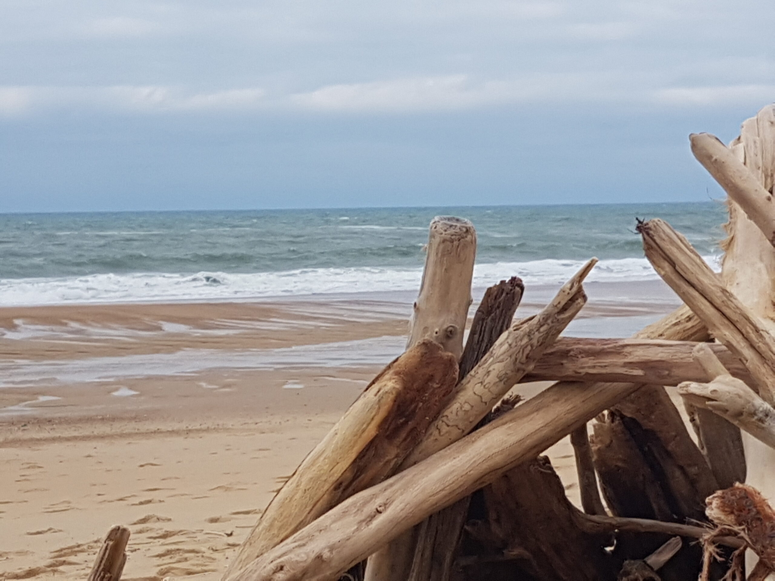 bois-flotte-plage-medoc
