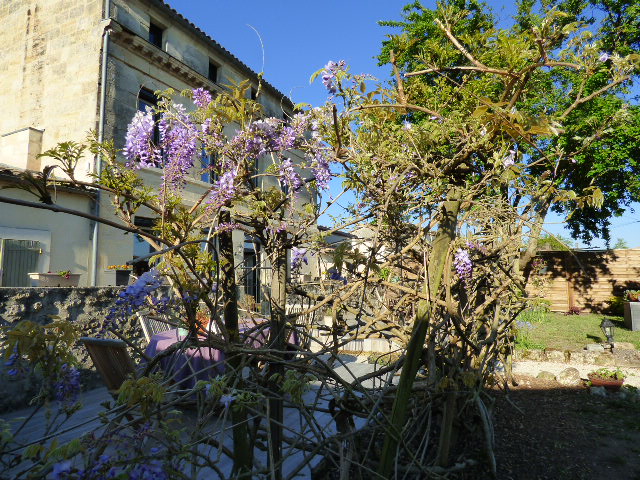 Glycine au Coeur des Vignes Pauillac