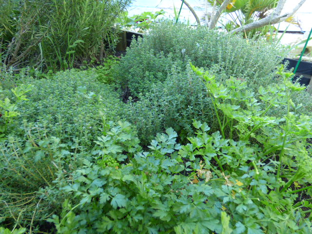 Herbes aromatiques au Coeur des Vignes Pauillac