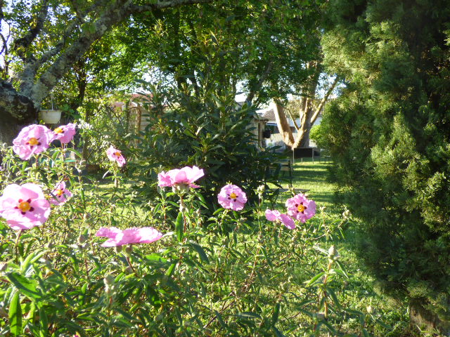Ciste au Coeur des Vignes Pauillac